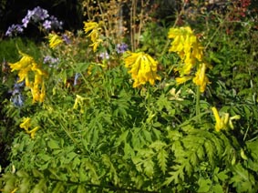 Corydalis lutea